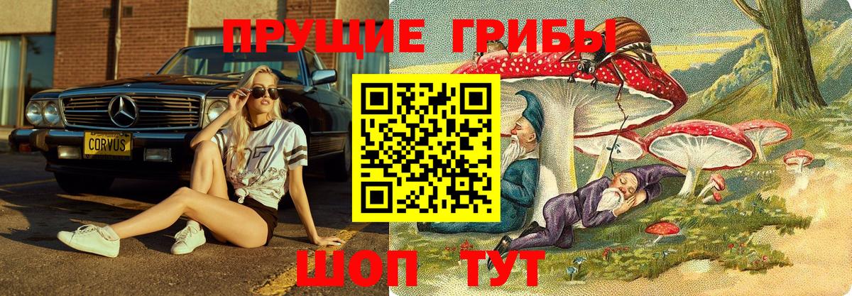 Псилоцибиновые грибы Psilocybine cubensis Новоалтайск